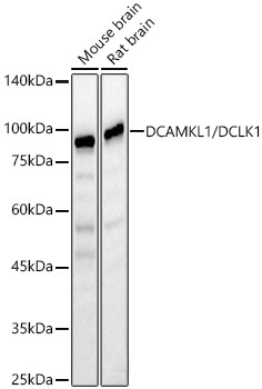 DCAMKL1/DCLK1 Rabbit Polyclonal Antibody