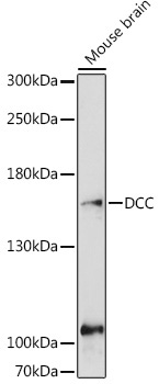 DCC Rabbit Polyclonal Antibody