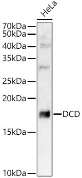 DCD Rabbit Polyclonal Antibody