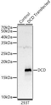 DCD Rabbit Polyclonal Antibody - Image 2