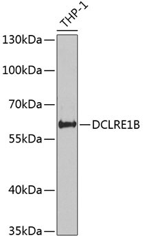 DCLRE1B Rabbit Polyclonal Antibody