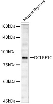 DCLRE1C Rabbit Polyclonal Antibody