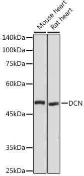 DCN Rabbit Polyclonal Antibody
