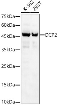 DCP2 Rabbit Polyclonal Antibody
