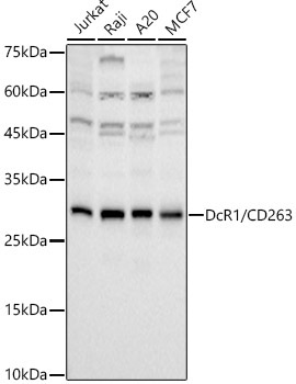 DcR1 / CD263 Rabbit Monoclonal Antibody