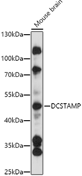 DCSTAMP Rabbit Polyclonal Antibody