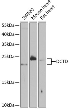 DCTD Rabbit Polyclonal Antibody
