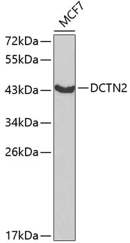 DCTN2 Rabbit Polyclonal Antibody