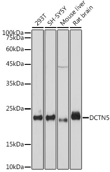 DCTN5 Rabbit Monoclonal Antibody