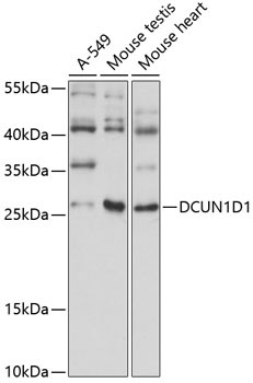 DCUN1D1 Rabbit Polyclonal Antibody