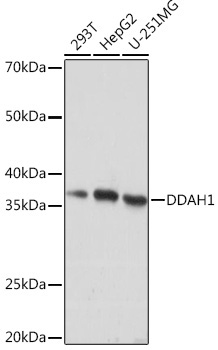 DDAH1 Rabbit Monoclonal Antibody