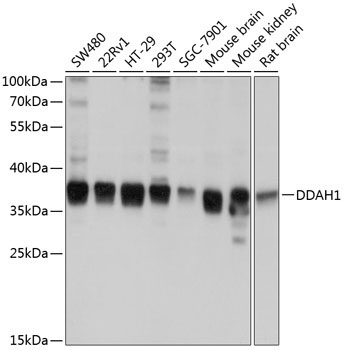 DDAH1 Rabbit Polyclonal Antibody