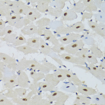 DDB1 Rabbit Polyclonal Antibody - Image 4