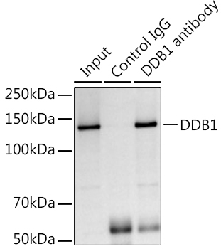 DDB1 Rabbit Polyclonal Antibody - Image 5