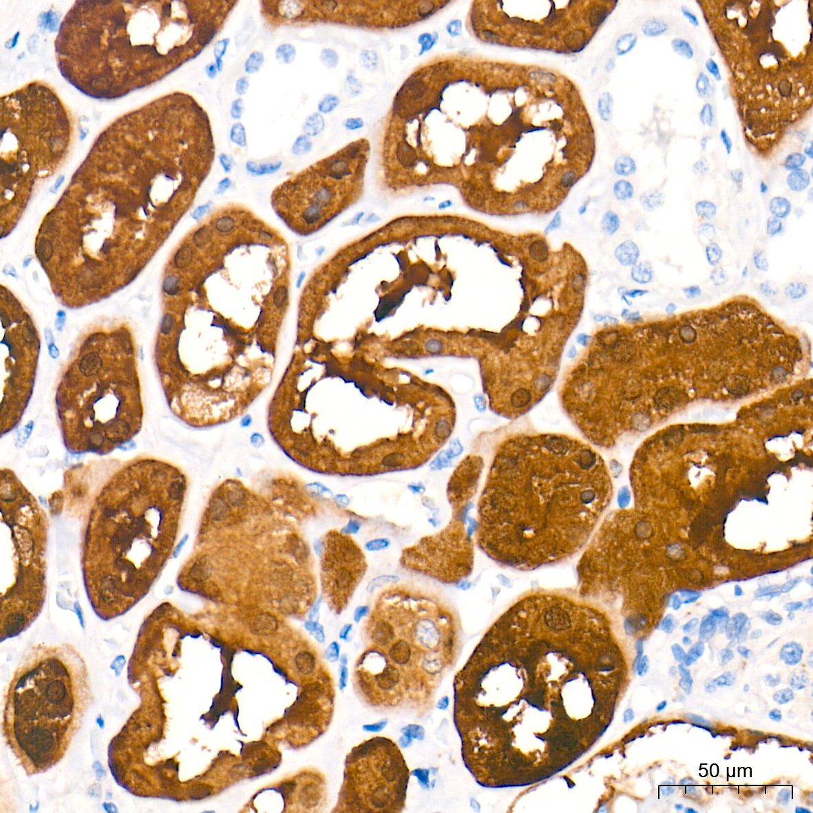 DDC Rabbit Polyclonal Antibody - Image 3