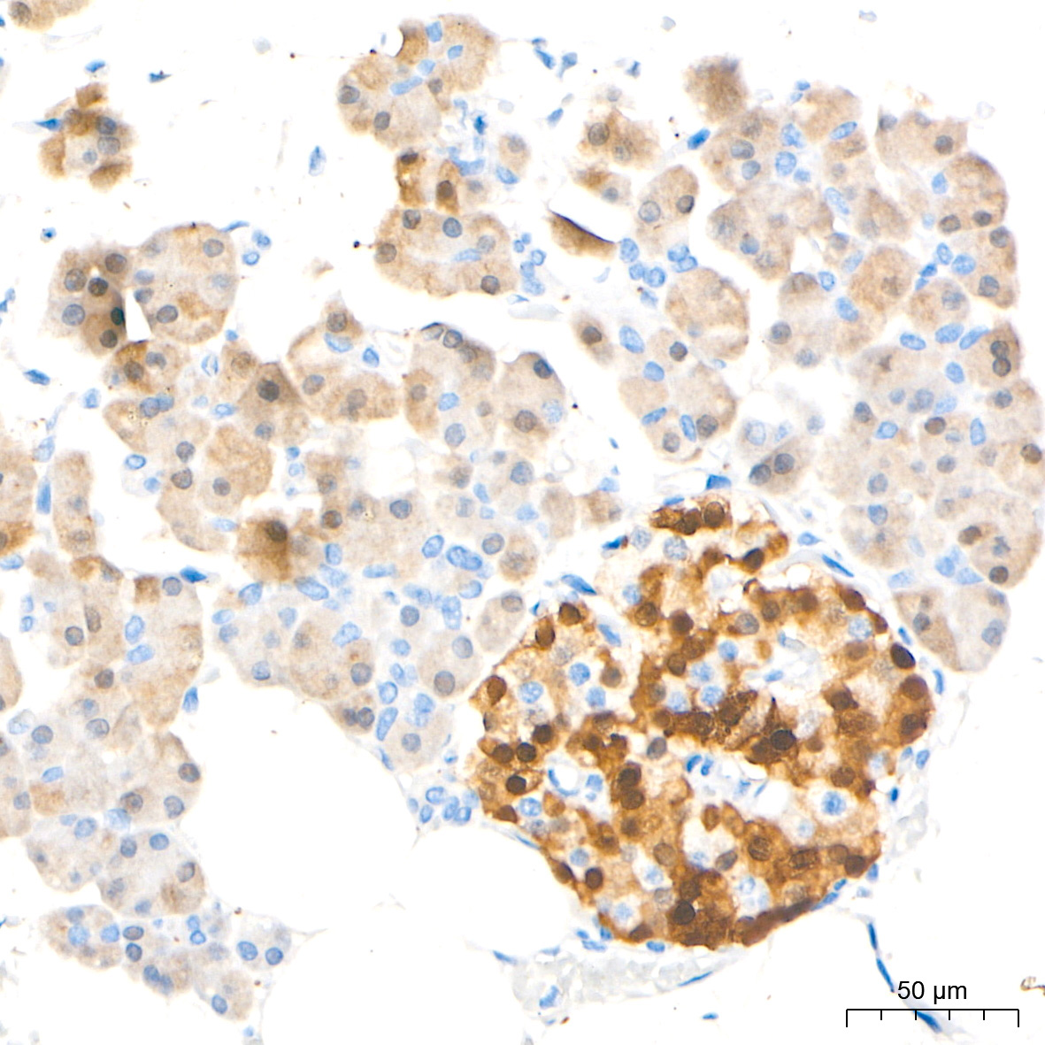 DDC Rabbit Polyclonal Antibody - Image 4