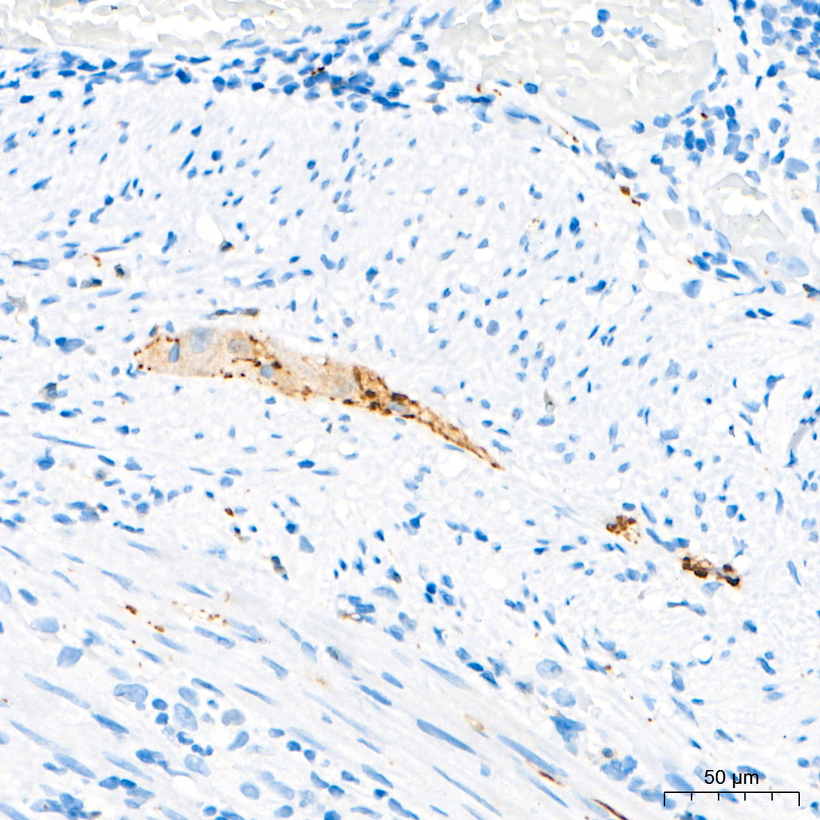 DDC Rabbit Polyclonal Antibody - Image 5