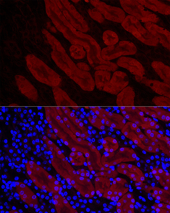 DDC Rabbit Polyclonal Antibody - Image 6