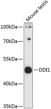 DDI1 Rabbit Polyclonal Antibody
