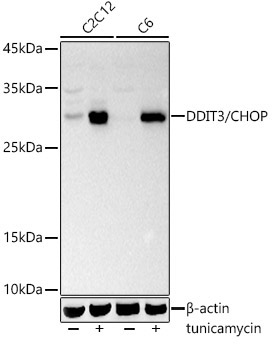 DDIT3/CHOP Rabbit Polyclonal Antibody