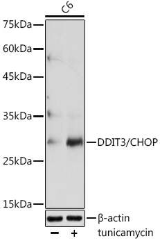 DDIT3/CHOP Rabbit Polyclonal Antibody