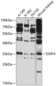 DDIT4 Rabbit Polyclonal Antibody