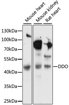 DDO Rabbit Polyclonal Antibody