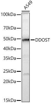 DDOST Rabbit Polyclonal Antibody