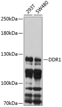 DDR1 Rabbit Polyclonal Antibody