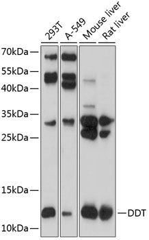 DDT Rabbit Polyclonal Antibody