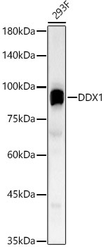 DDX1 Rabbit Polyclonal Antibody
