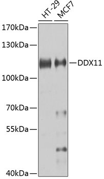 DDX11 Rabbit Polyclonal Antibody