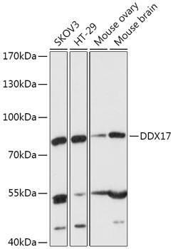 DDX17 Rabbit Polyclonal Antibody