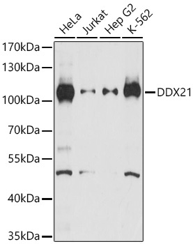 DDX21 Rabbit Polyclonal Antibody