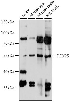 DDX25 Rabbit Polyclonal Antibody