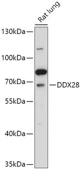 DDX28 Rabbit Polyclonal Antibody
