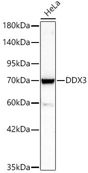 DDX3 Rabbit Polyclonal Antibody