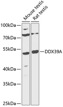 DDX39A Rabbit Polyclonal Antibody