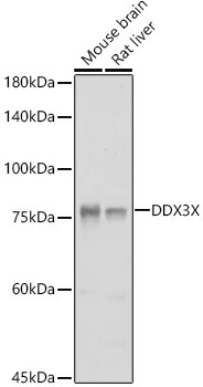 DDX3X Rabbit Polyclonal Antibody