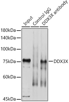DDX3X Rabbit Polyclonal Antibody - Image 8
