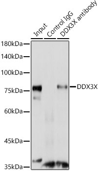 DDX3X Rabbit Polyclonal Antibody - Image 9