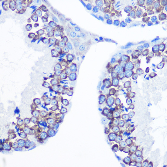 DDX4 Rabbit Polyclonal Antibody - Image 2