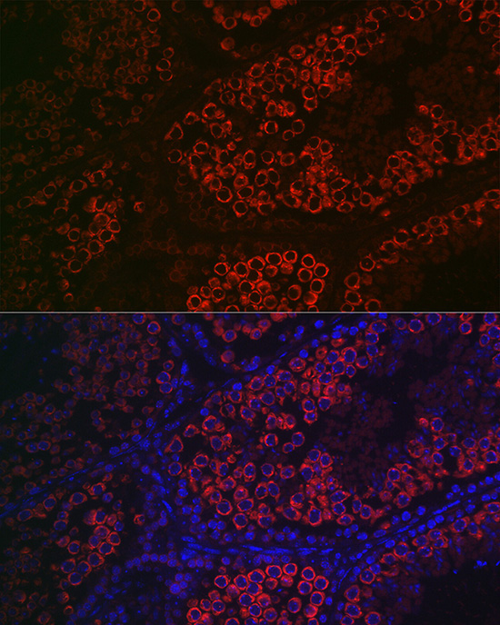 DDX4 Rabbit Polyclonal Antibody - Image 4