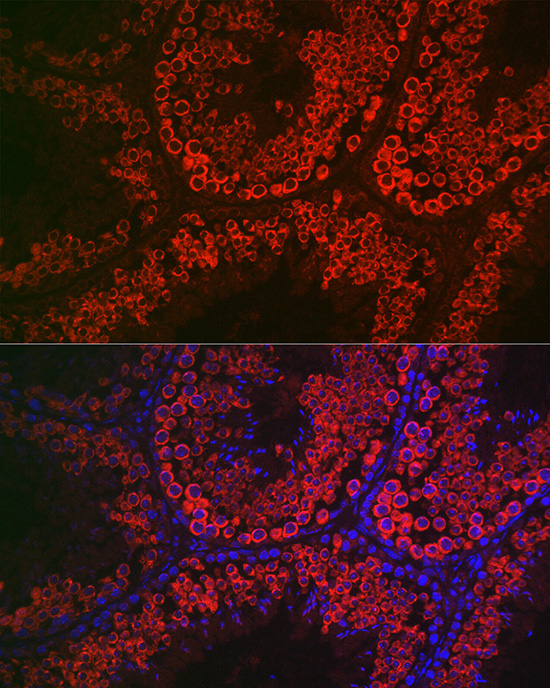 DDX4 Rabbit Polyclonal Antibody - Image 6