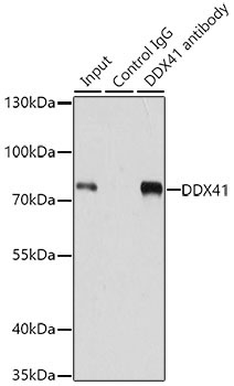DDX41 Rabbit Polyclonal Antibody - Image 6