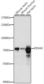 DDX43 Rabbit Polyclonal Antibody