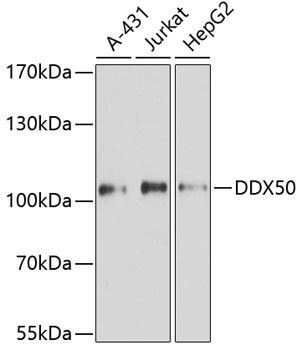 DDX50 Rabbit Polyclonal Antibody