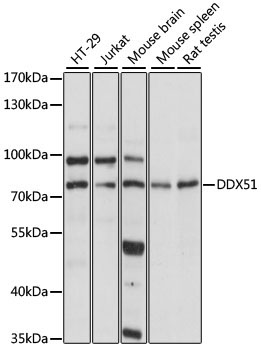 DDX51 Rabbit Polyclonal Antibody
