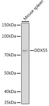 DDX55 Rabbit Polyclonal Antibody - Image 2