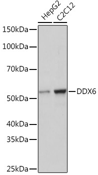 DDX6 Rabbit Monoclonal Antibody